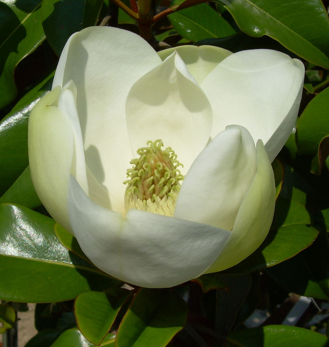 Bracken's Brown Beauty Southern Magnolia Natorp's Online Plant Store